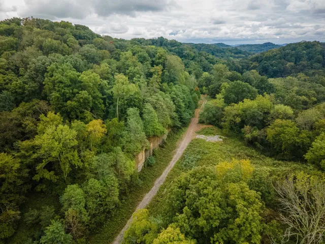a view of a lush green forest with lots of trees