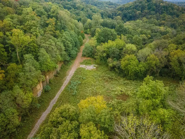 a lush green forest with lots of trees