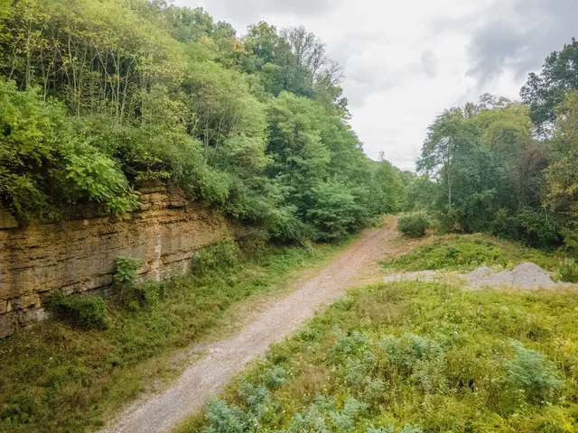 a view of a yard with plants and large trees