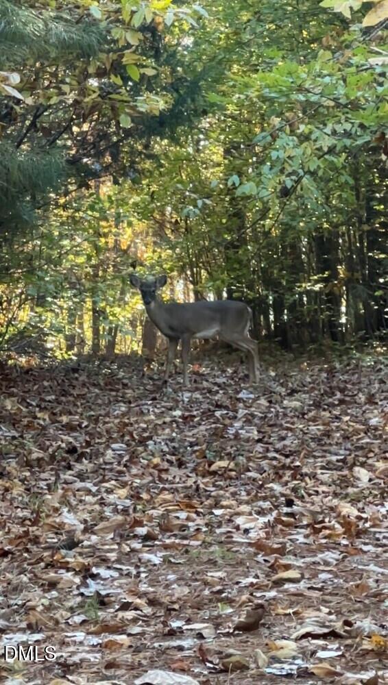 6900-6918 Russell Road Durham, NC 27712 - Photo 14 of 22 a view of a bunch of trees