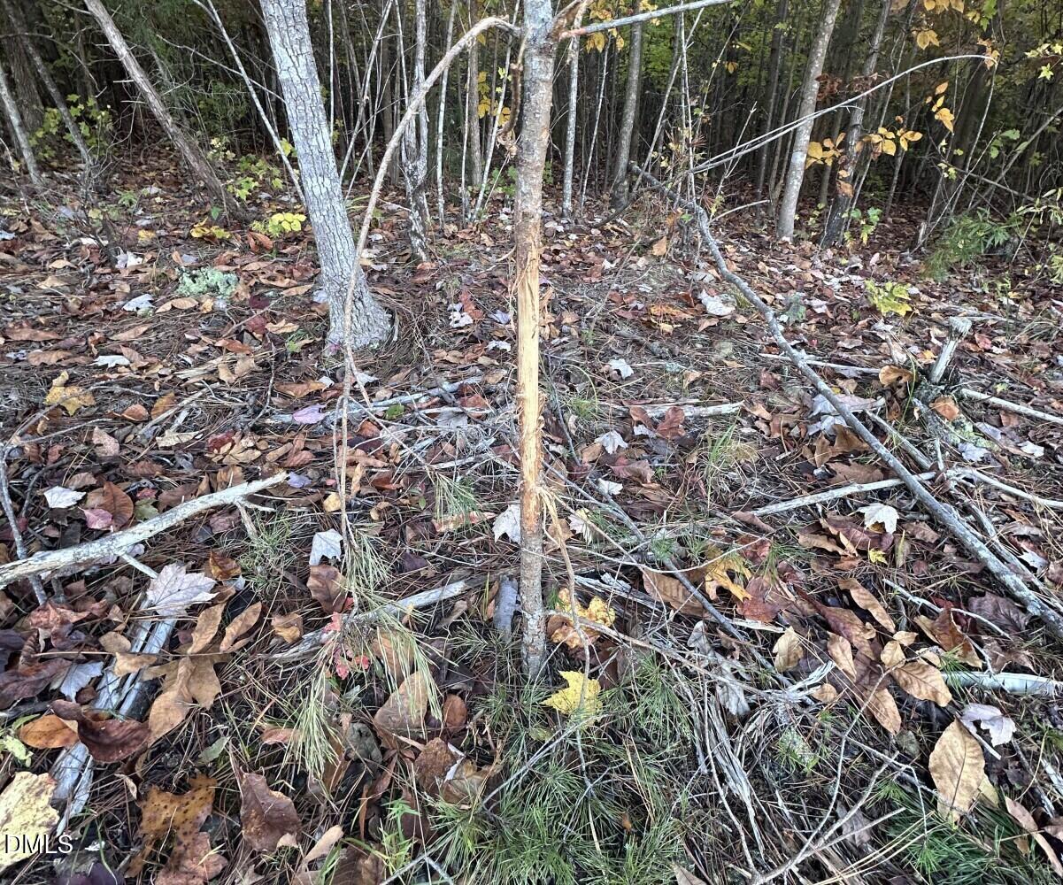 6900-6918 Russell Road Durham, NC 27712 - Photo 15 of 22 a view of a tree with a tree