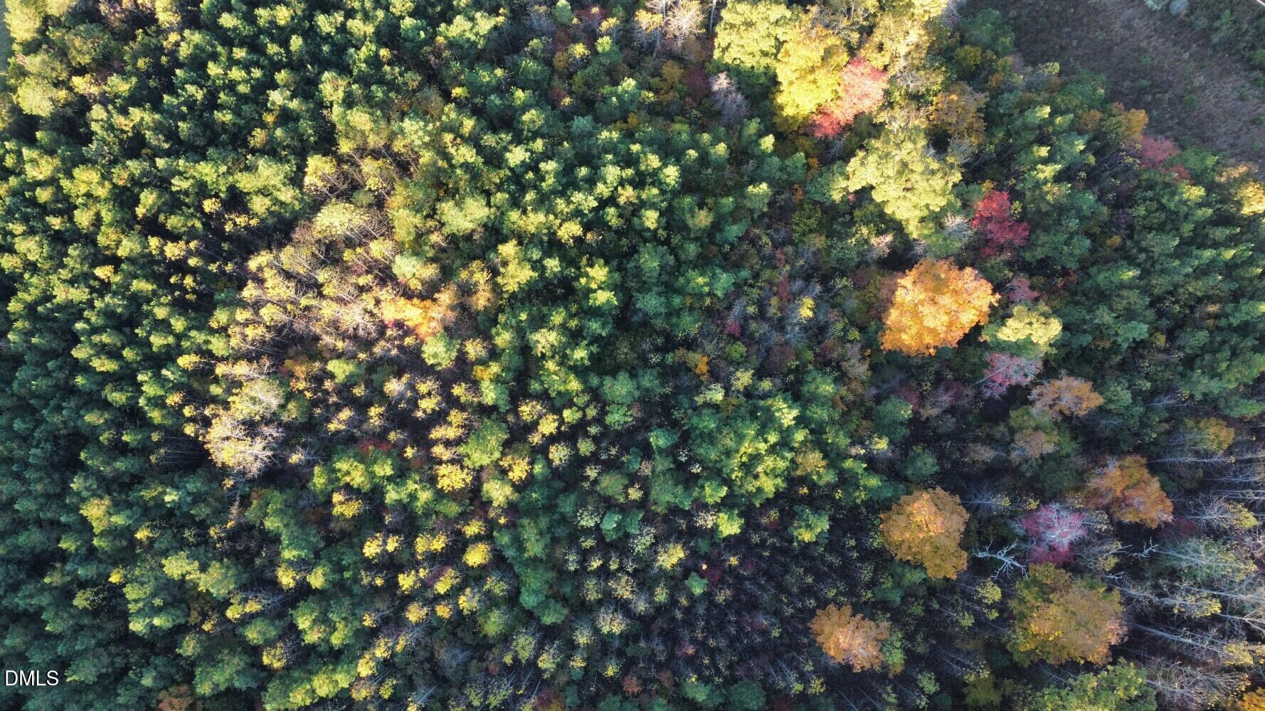 6900-6918 Russell Road Durham, NC 27712 - Photo 16 of 22 a picture of tree