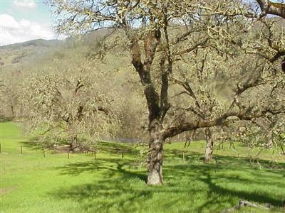 321 Sanel Drive Ukiah, CA 95482 - Photo 12 of 12 a view of yard with green space