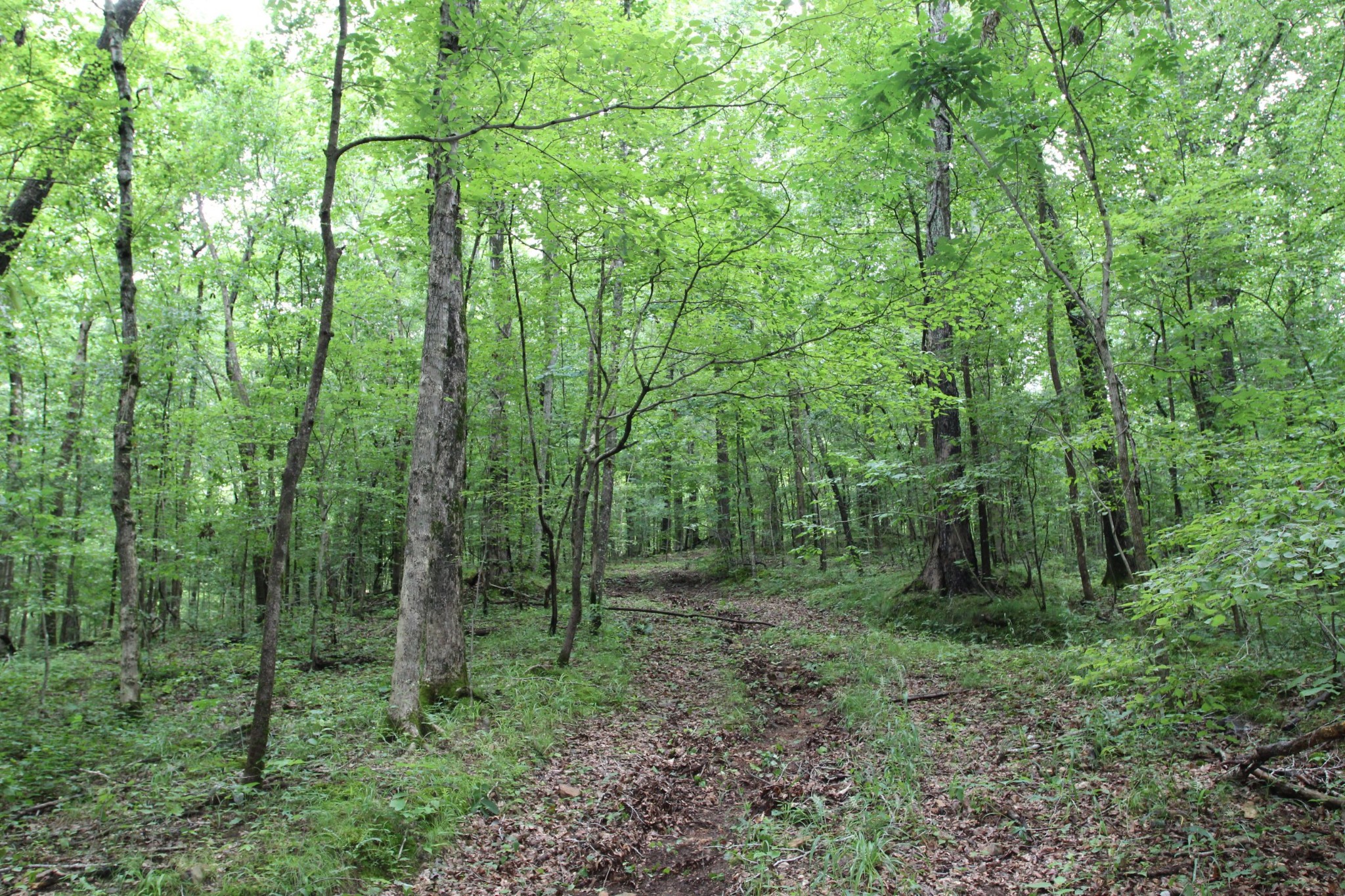 0 Dancer Branch Road Stewart, TN 37175 - Photo 40 of 49