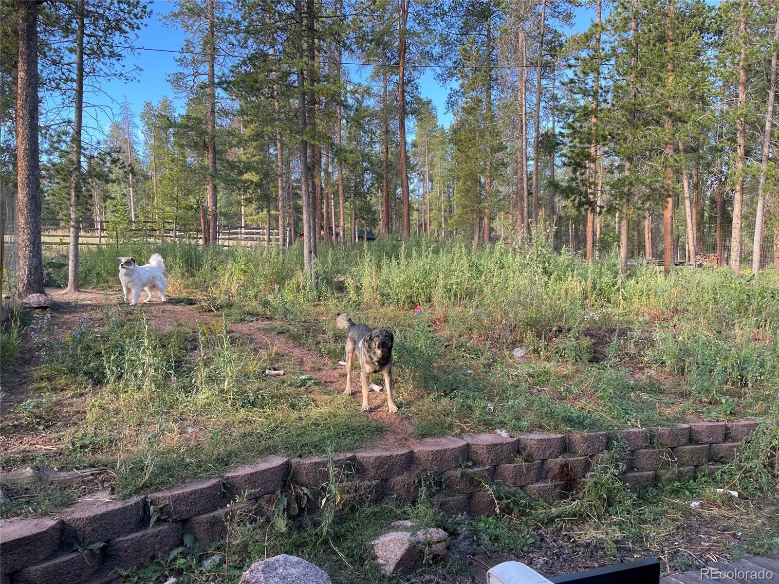 69 County Road 114 Bailey, CO 80421 - Photo 19 of 34 a backyard of a house with lots of green space
