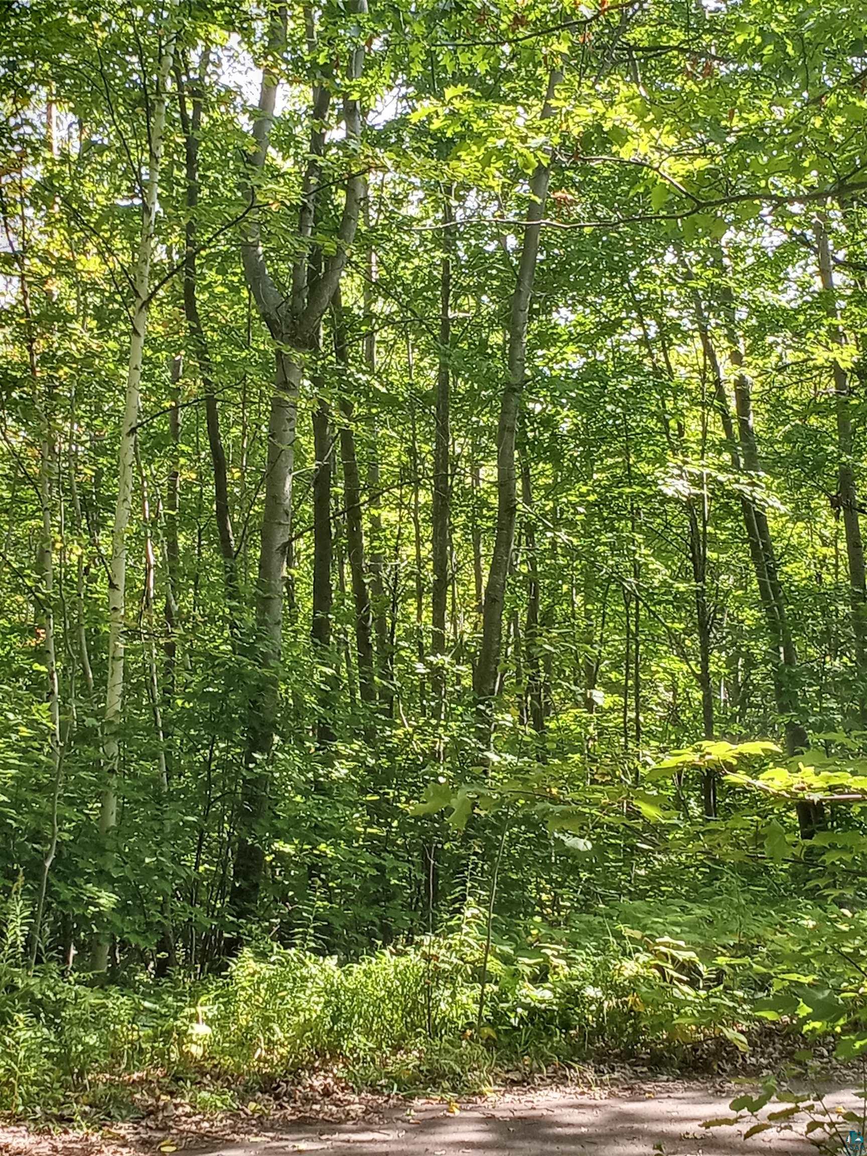 Lot 24 Hidden View Lane Bayfield, WI 54814 - Photo 4 of 4