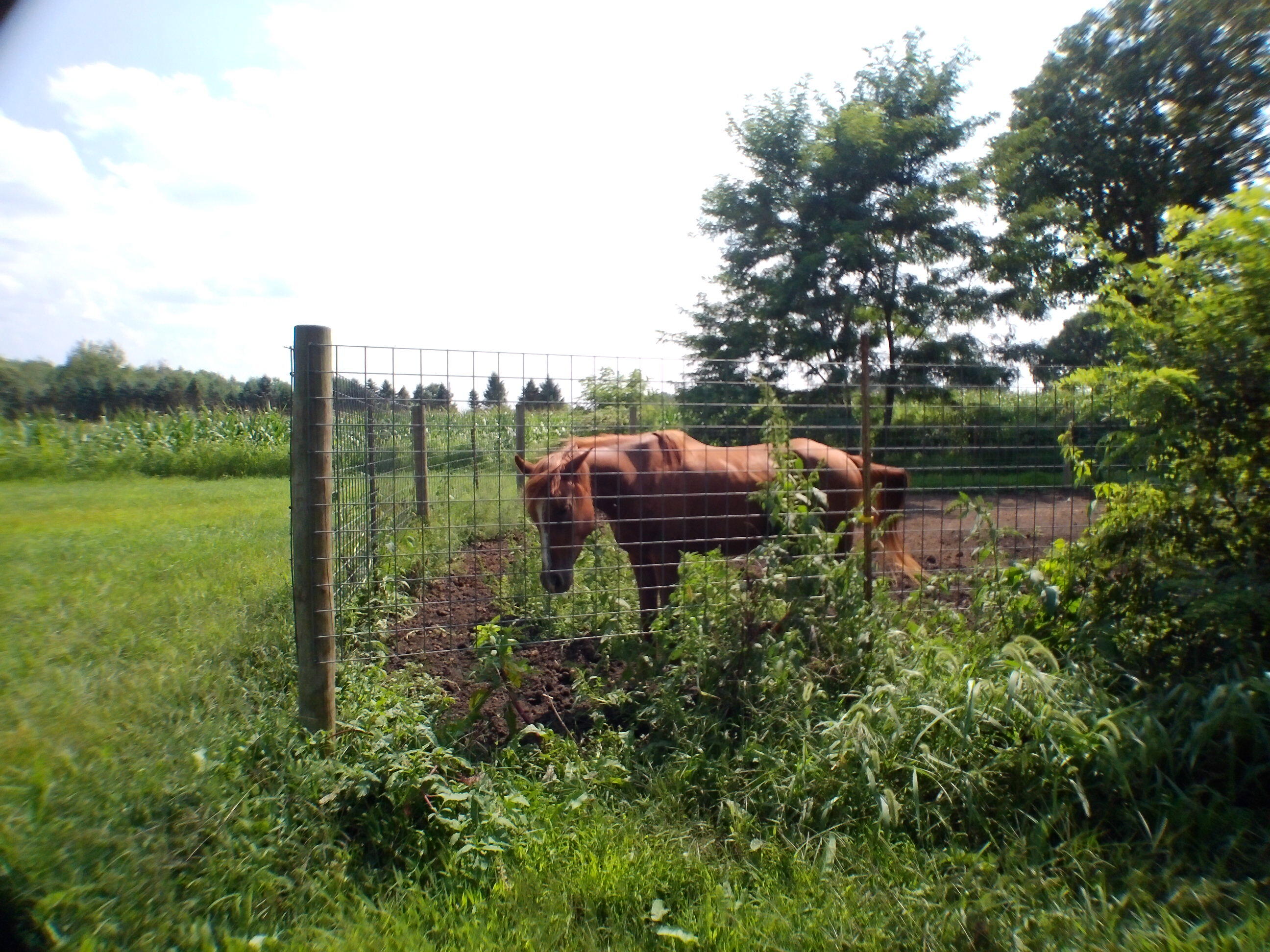 Musbach Road Munith, MI 49259 - Photo 9 of 11 Horse-7