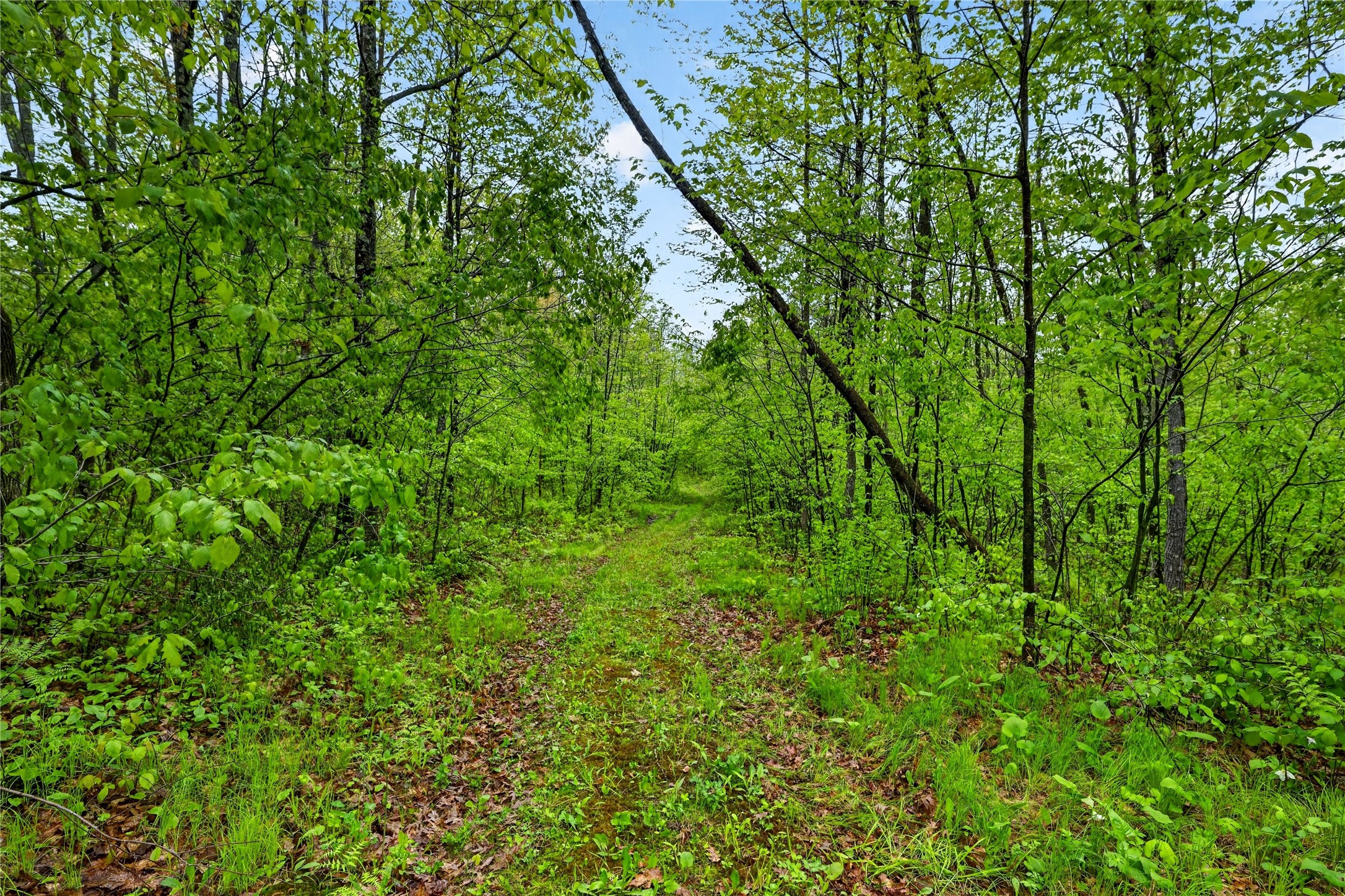 N8771 Fye Road Trego, WI 54888 - Photo 24 of 38