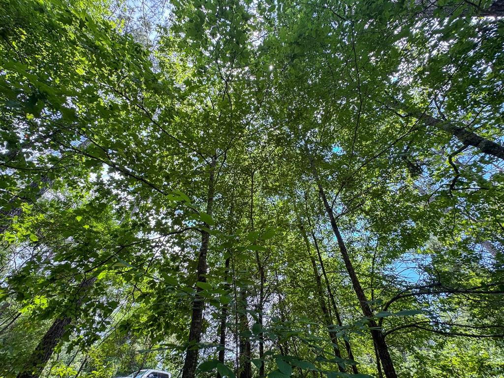 2 Posey Webb Camp Road Jonesville, LA 71343 - Photo 8 of 13