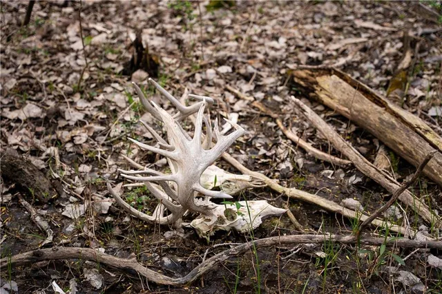 $3,770,175 | Dragoon Creek Road, Harveyville, KS 66431