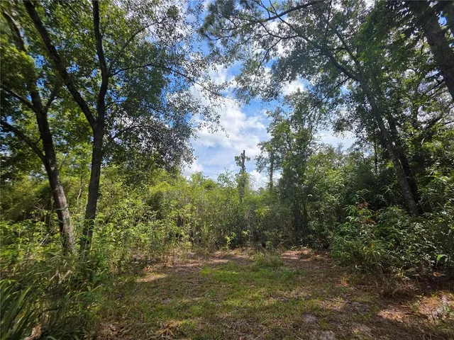 a big yard with lots of green space and a forest
