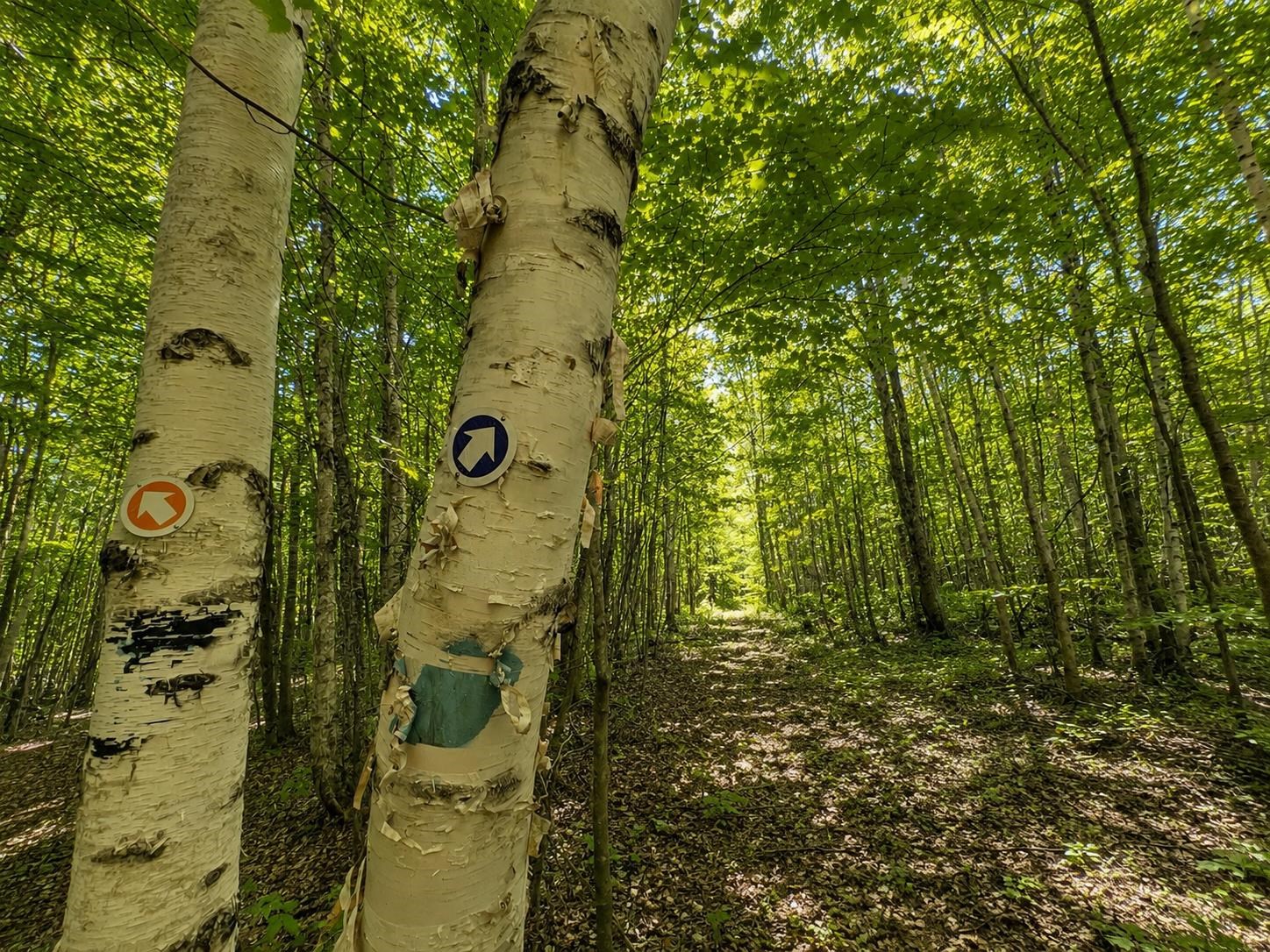 785 Leroux Road Wheelock, VT 05851 - Photo 42 of 57