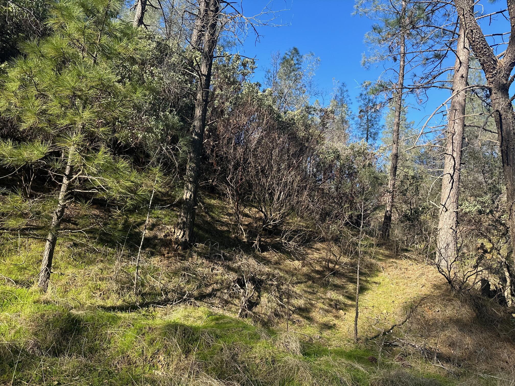 a view of a yard with plants and large trees
