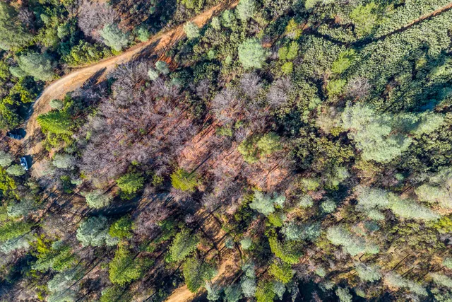 a view of a lush green hillside and a mountain