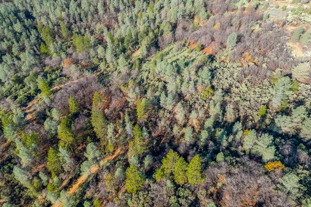 an aerial view of forest