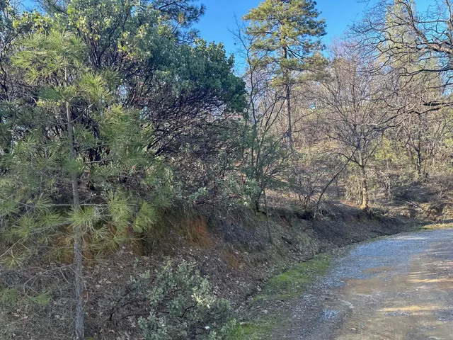a view of a forest with lots of trees