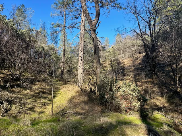 a view of a yard covered with trees