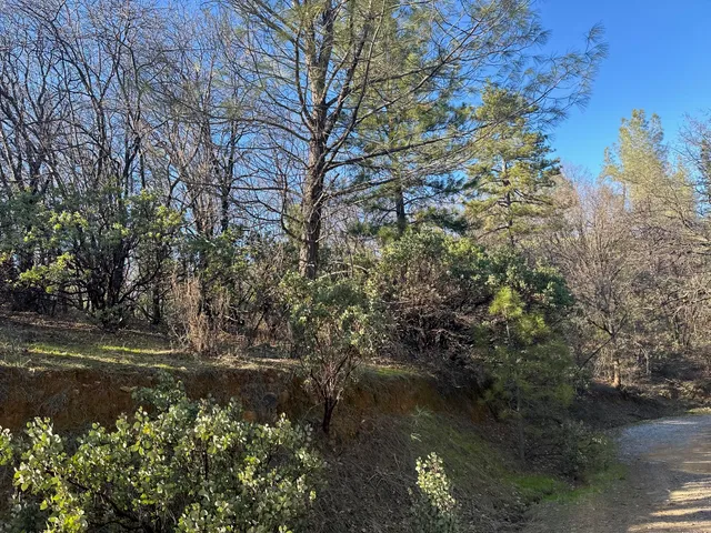 a view of a garden with plants