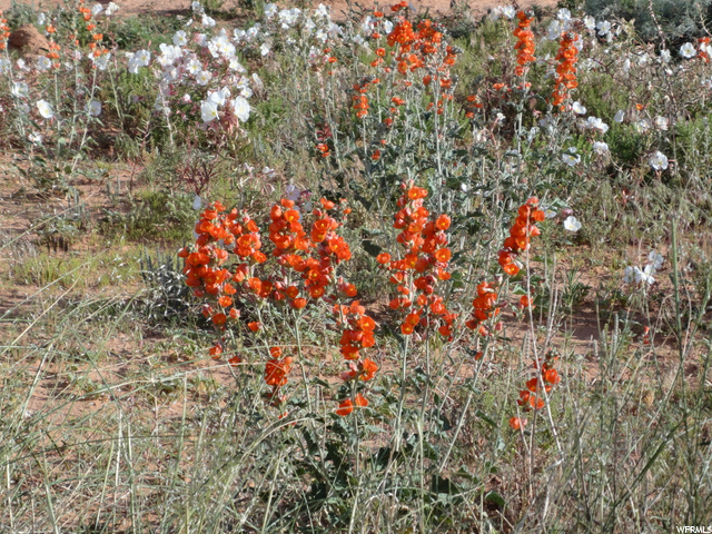 20 Thompson Area Road Green River, UT 84525 - Photo 12 of 18 Spring flowers.