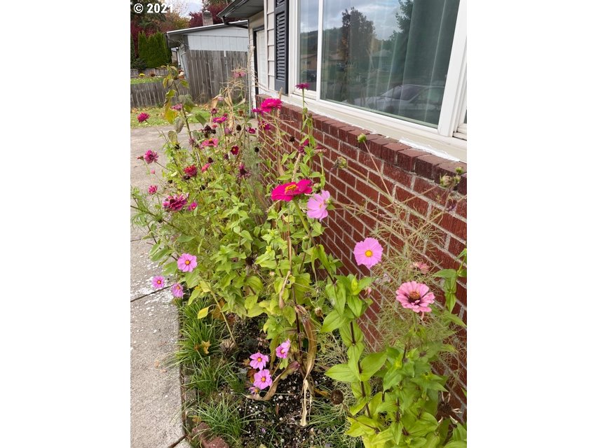 3746 Cherokee Drive Springfield, OR 97478 - Photo 5 of 26 a flower plants in front of a building