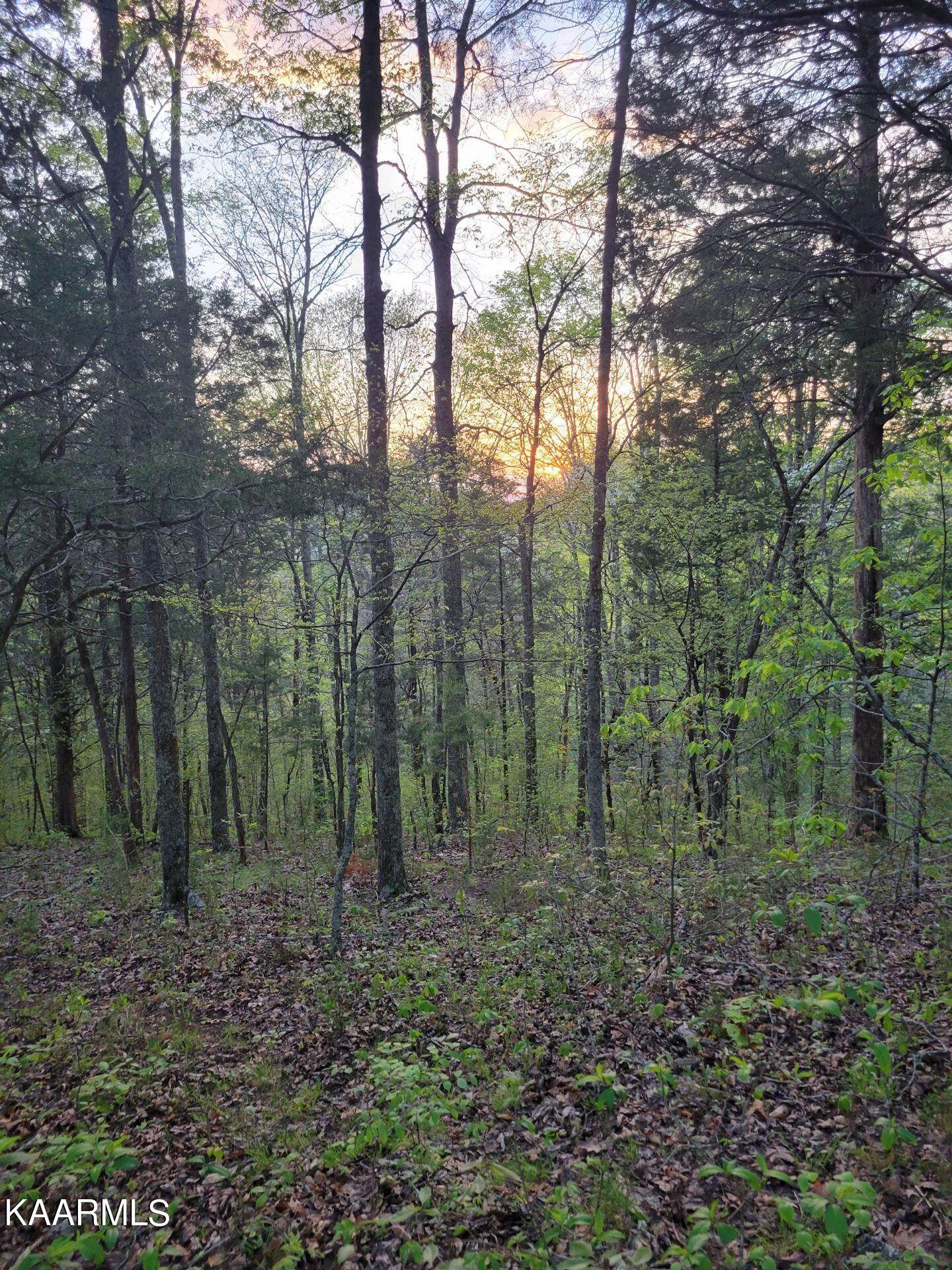 3 Holt Hollow Road Newport, TN 37821 - Photo 2 of 12 Tract 3 Holt Hollow Rd - 2