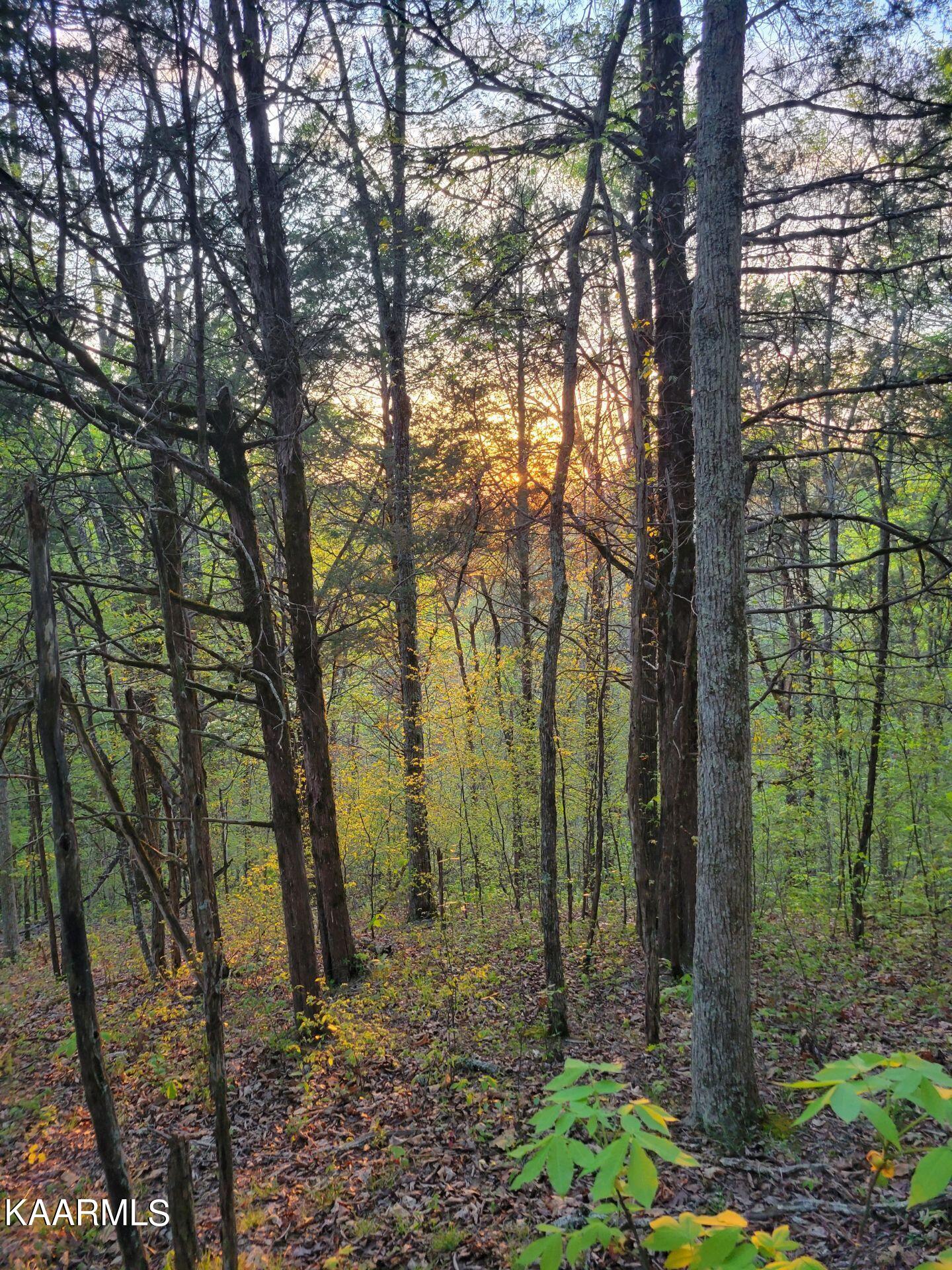 3 Holt Hollow Road Newport, TN 37821 - Photo 4 of 12 Tract 3 Holt Hollow Rd - 4