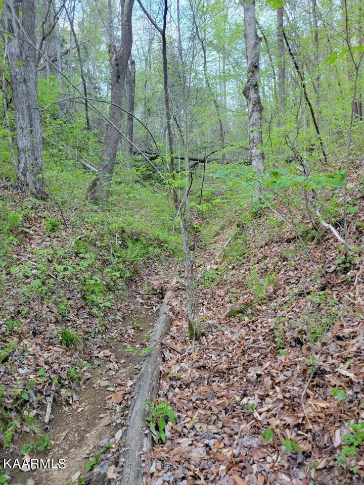 3 Holt Hollow Road Newport, TN 37821 - Photo 6 of 12 Tract 3 Holt Hollow Rd - 6