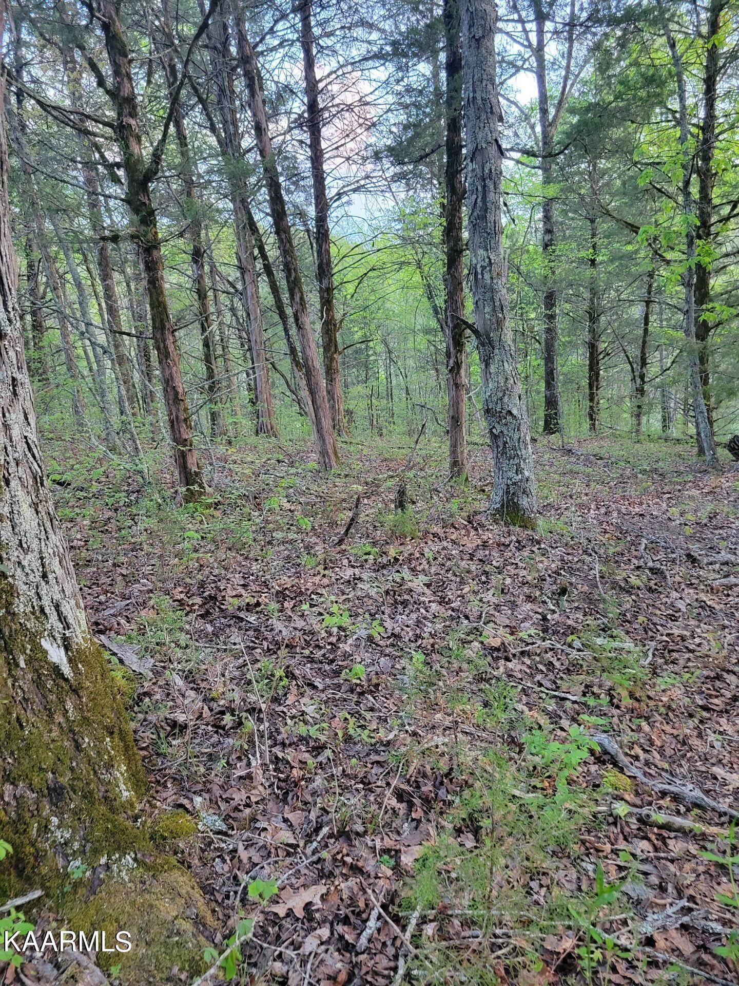 3 Holt Hollow Road Newport, TN 37821 - Photo 7 of 12 Tract 3 Holt Hollow Rd - 7