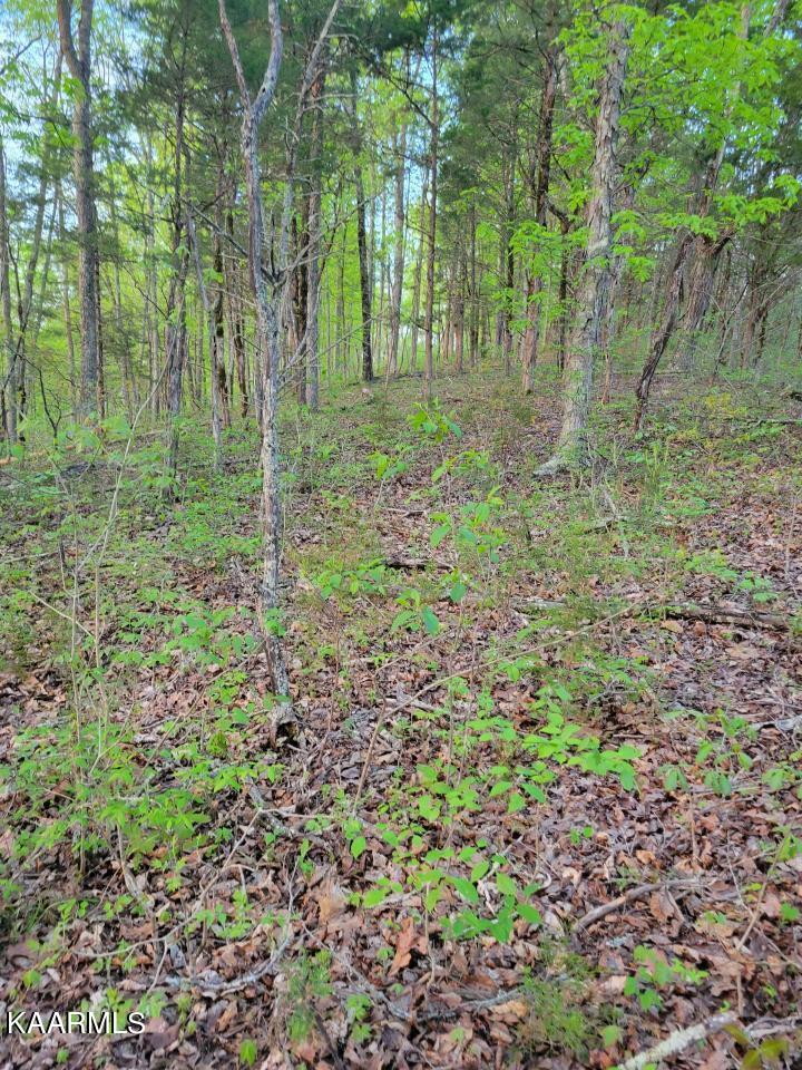 3 Holt Hollow Road Newport, TN 37821 - Photo 8 of 12 Tract 3 Holt Hollow Rd - 8