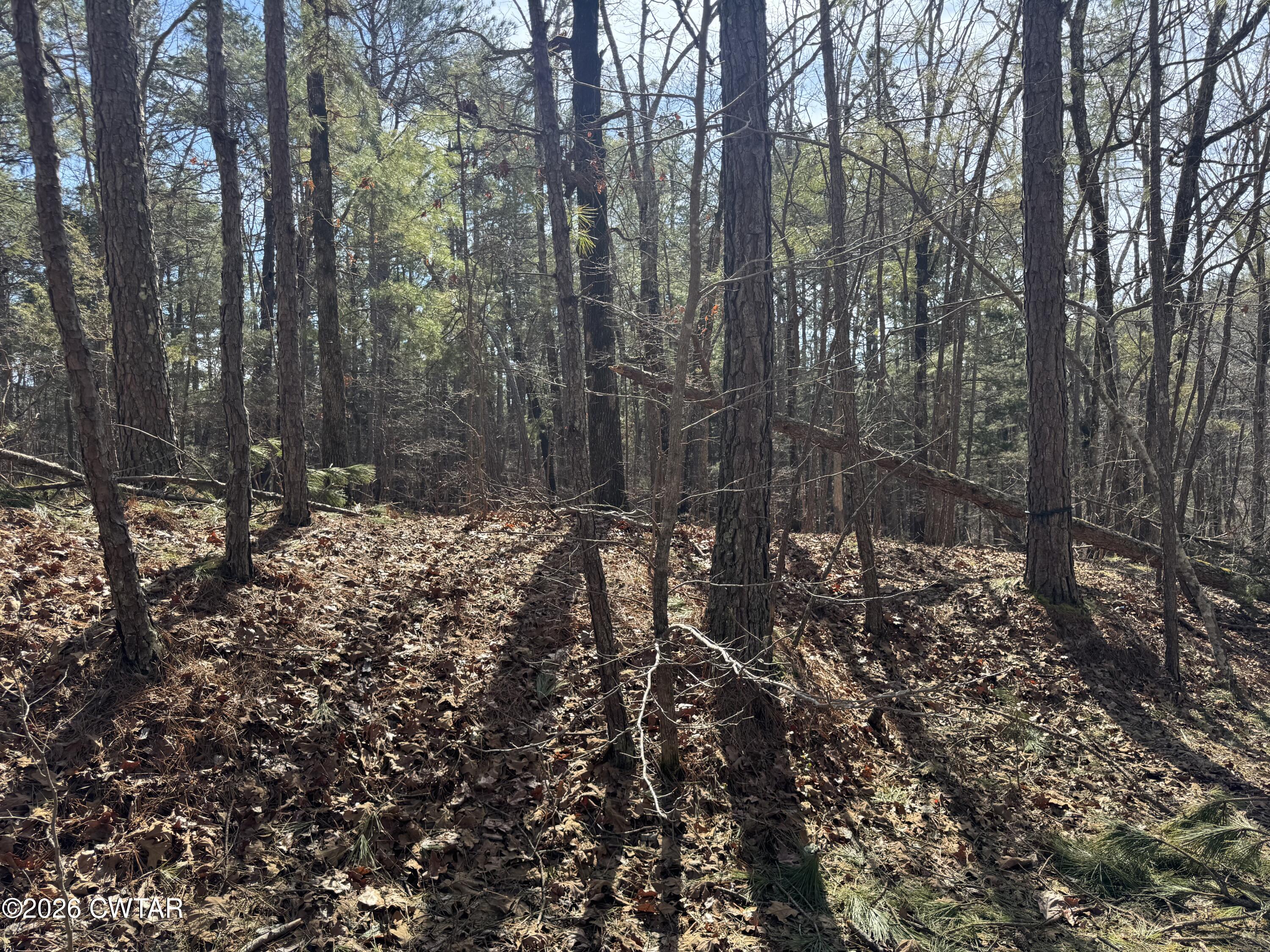160 Oak Grove Road Middleton, TN 38052 - Photo 1 of 13 a view of a forest filled with trees