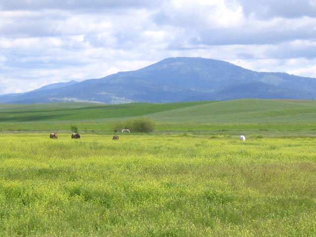 3400 East Watt Road Spangle, WA 99031 - Photo 5 of 9