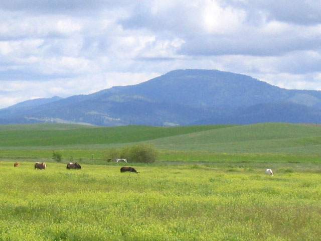 3400 East Watt Road Spangle, WA 99031 - Photo 6 of 9
