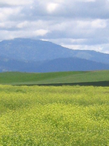 3400 East Watt Road Spangle, WA 99031 - Photo 8 of 9