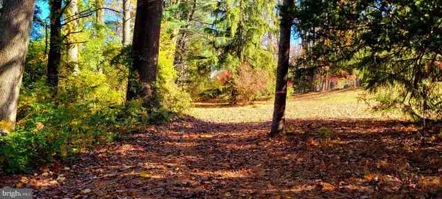a view of a yard with trees