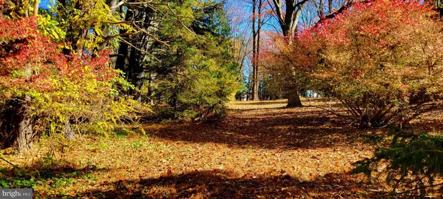 a view of a yard with plants and trees