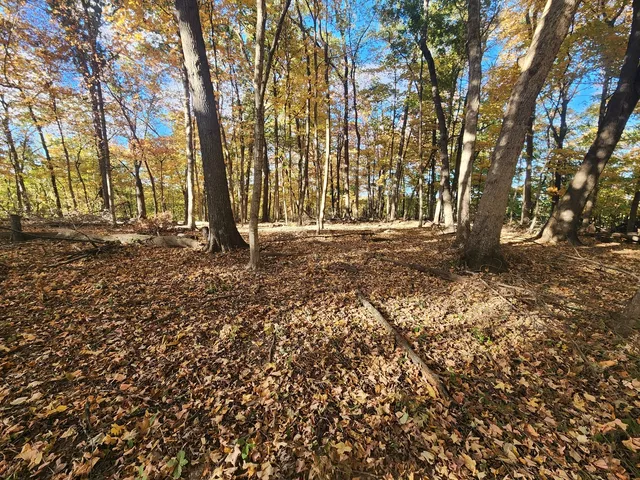 a view of a yard with large trees