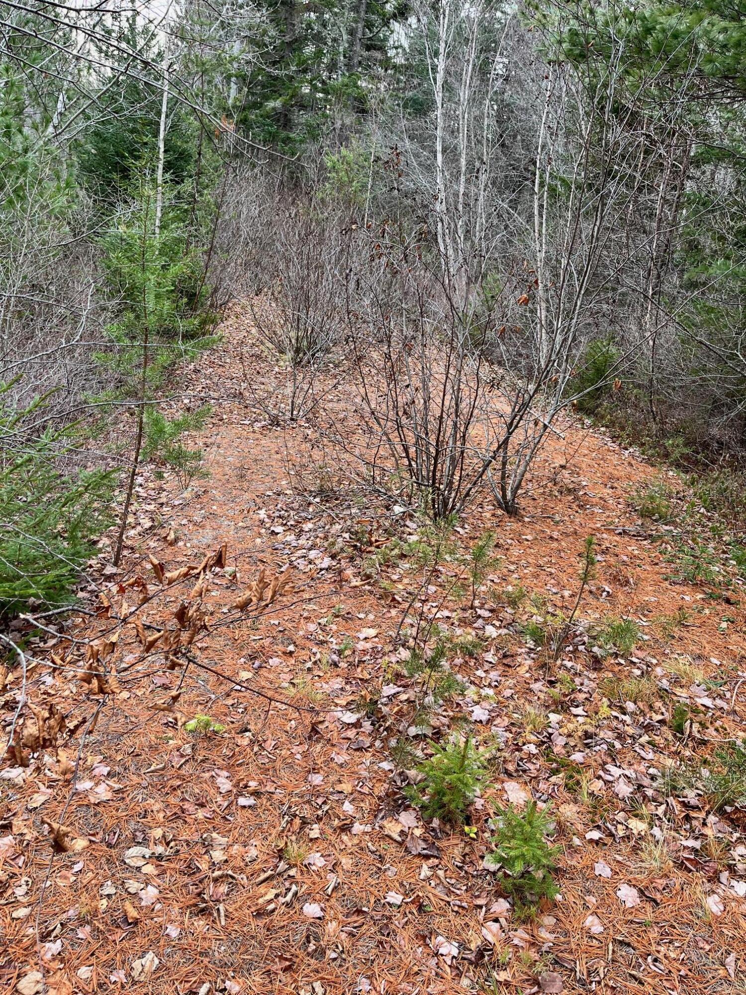 179 Birch-Harbor Road Winter Harbor, ME 04693 - Photo 6 of 6 IMG_9168