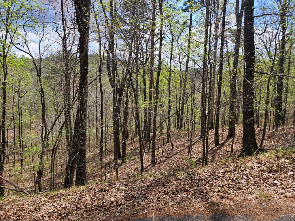 135 Adair Drive Ranger, GA 30734 - Photo 6 of 7 a view of outdoor space with lots of trees
