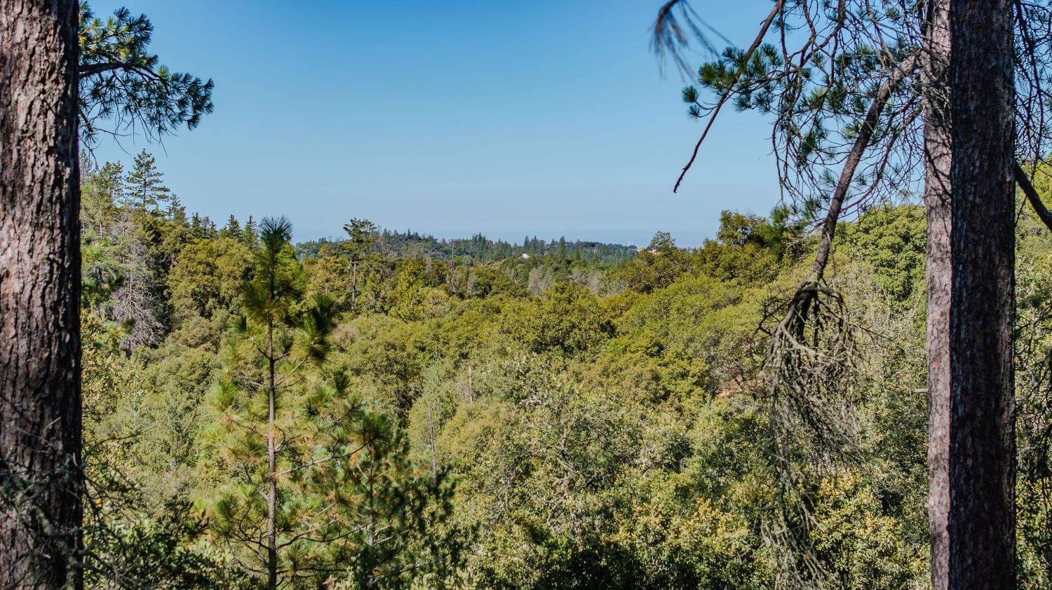 0 Manzanita Road Sutter Creek, CA 95685 - Photo 11 of 28 a view of a garden with a tree