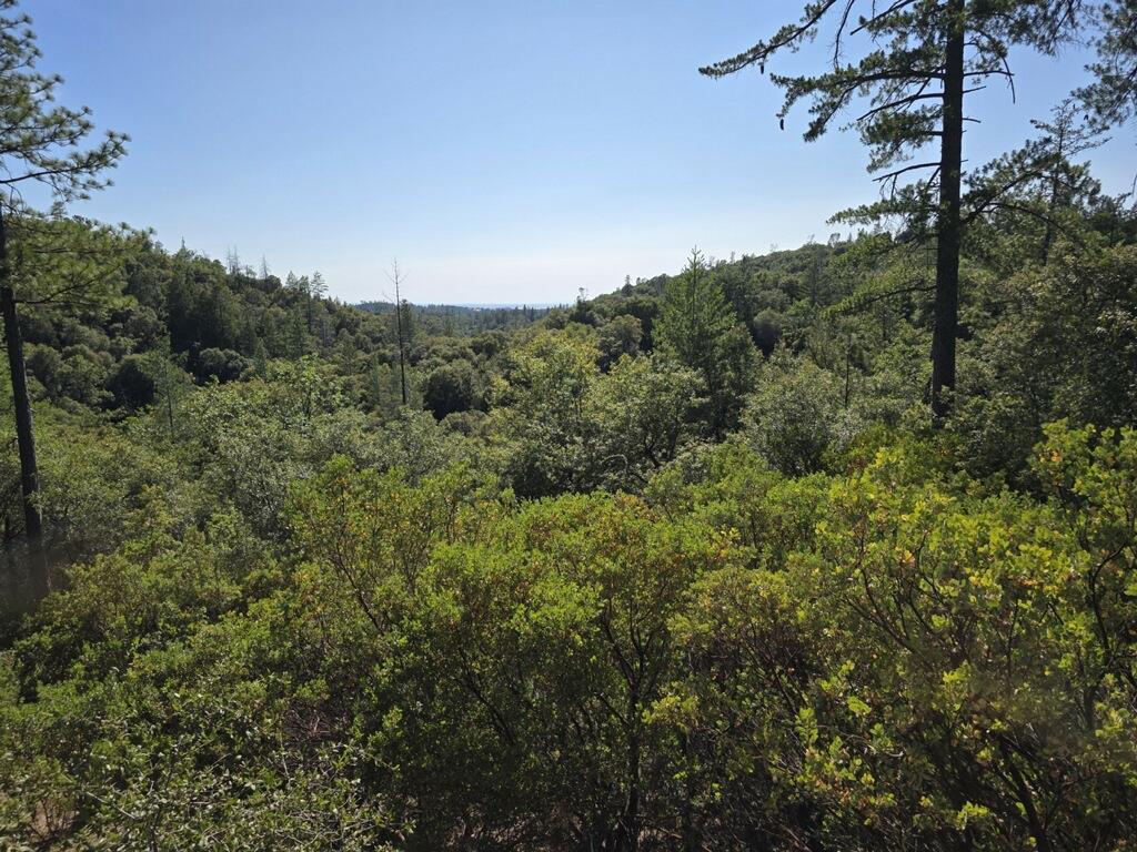 0 Manzanita Road Sutter Creek, CA 95685 - Photo 12 of 28 a view of a forest with a mountain in the background