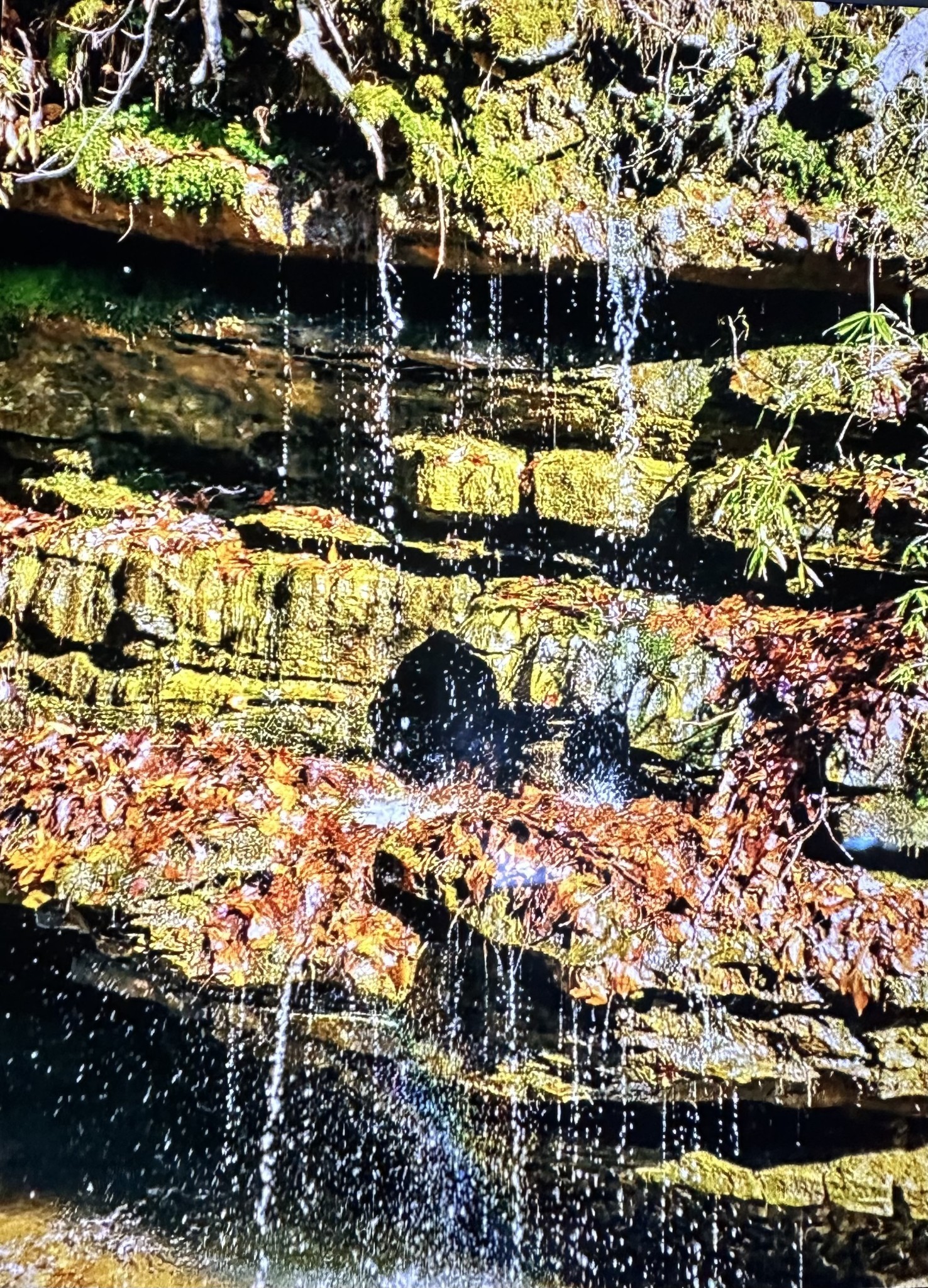 a view of swimming pool with a patio and garden