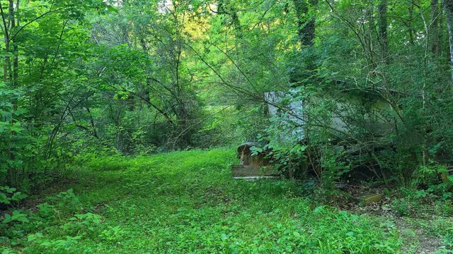 a green field with lots of trees