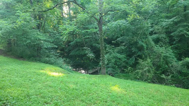 a view of a lush green space