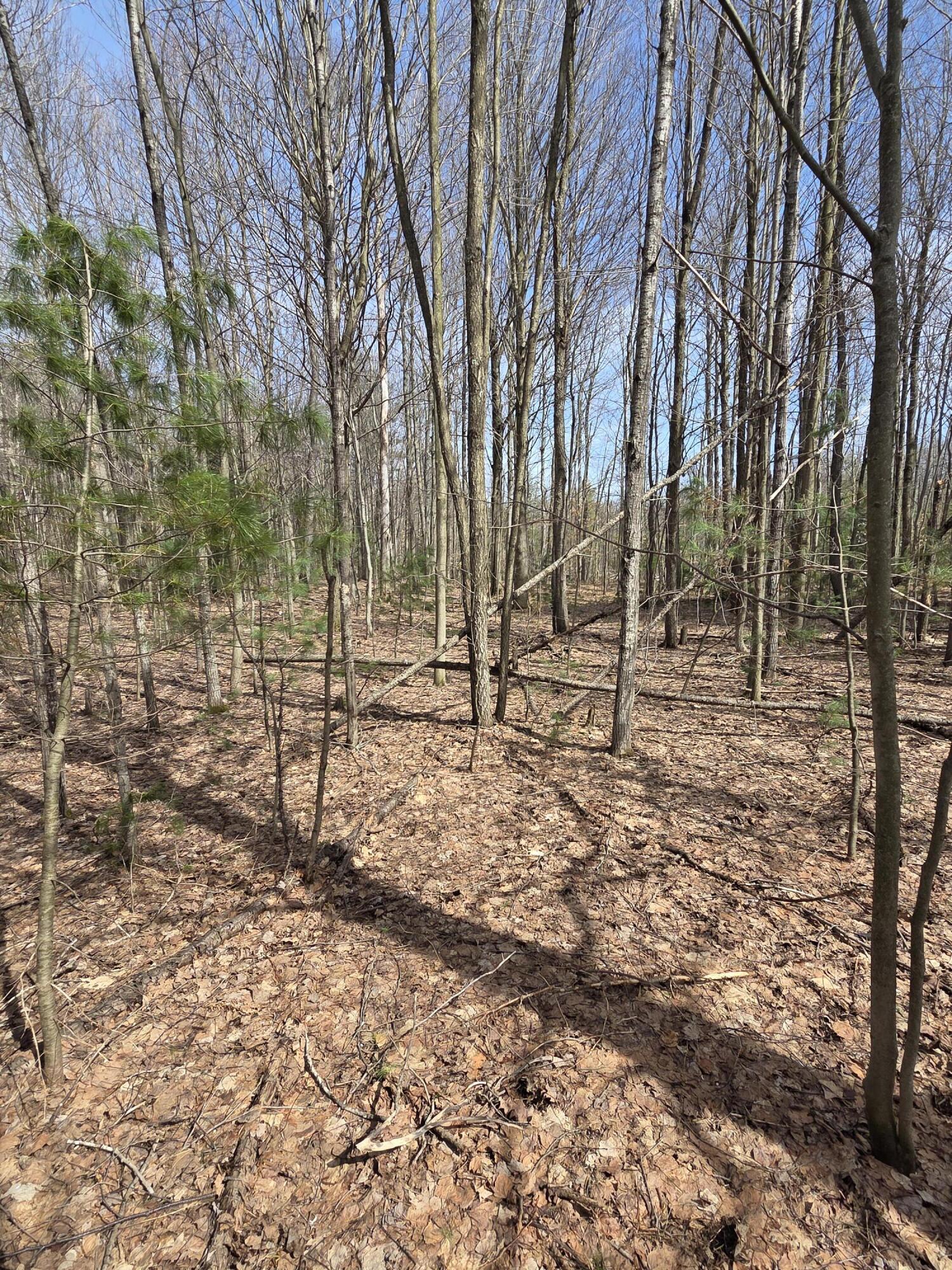 8378 Norconk Road Bear Lake, MI 49614 - Photo 7 of 23 20260401_151236