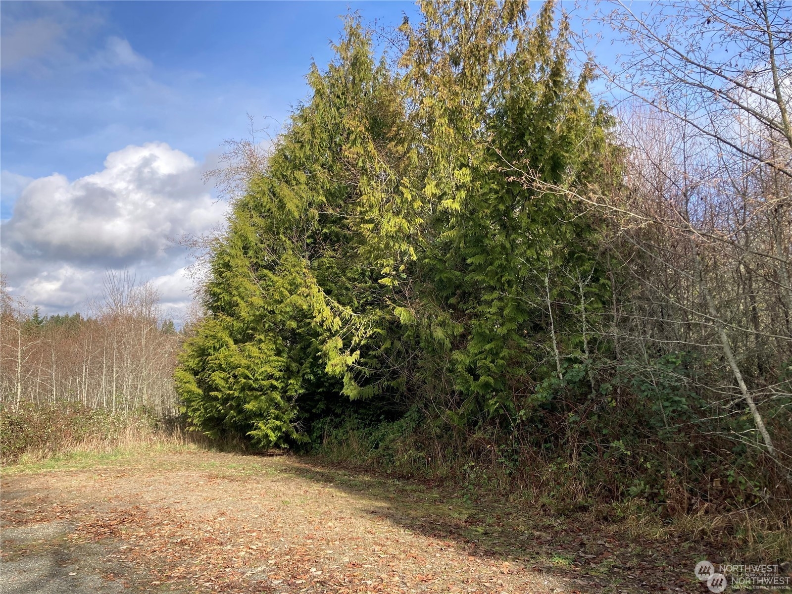 10346 210th Lane Southwest Rochester, WA 98579 - Photo 7 of 11 a view of a yard with plants and trees