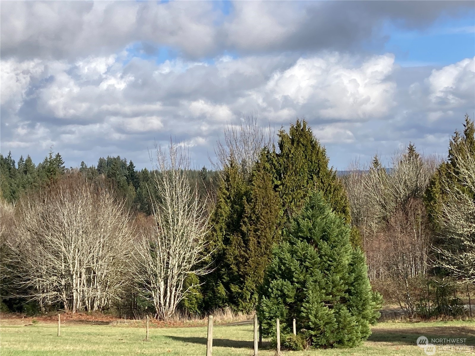 10346 210th Lane Southwest Rochester, WA 98579 - Photo 9 of 11 a view of a yard with an trees