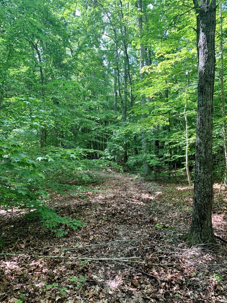0 Red Cloud Trail Spring City, TN 37381 - Photo 39 of 49