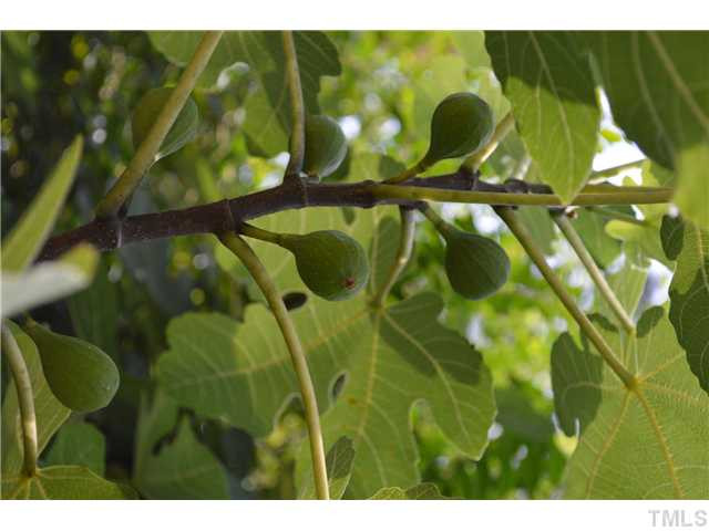 1116 Hamlin Road Durham, NC 27704 - Photo 21 of 21 FIG TREE