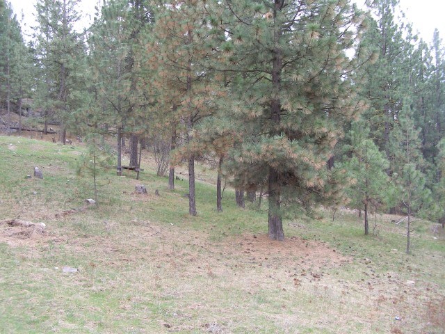 5069 F Rail Canyon Road Springdale, WA 99173 - Photo 13 of 19