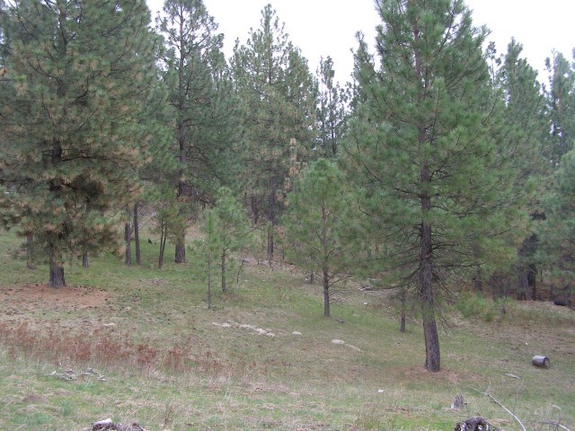 5069 F Rail Canyon Road Springdale, WA 99173 - Photo 14 of 19
